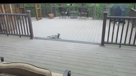 Moma raccoon plays with her little babies while eating, Adorable !!