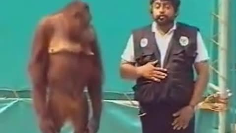 Monkey Funny Magic trick | Funny rimex | entertainment