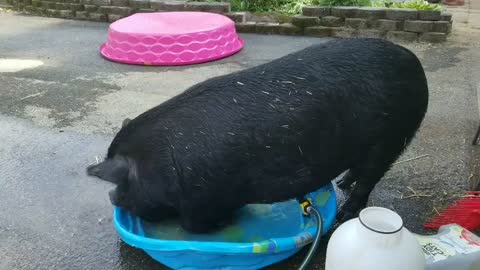 Portly Pig, Tiny Pool