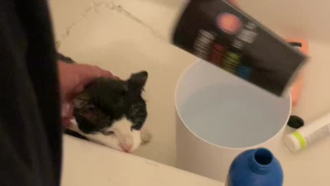 Hispanic Mom Taking Crazy Cat A Shower *yelling*