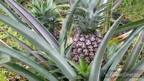 Pineapples in the Making