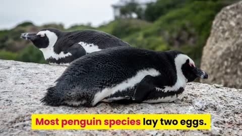 Various facts about penguins