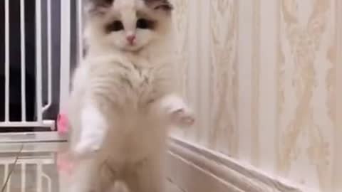 Dancing Cat - Funny and Cute Baby Cat Videos