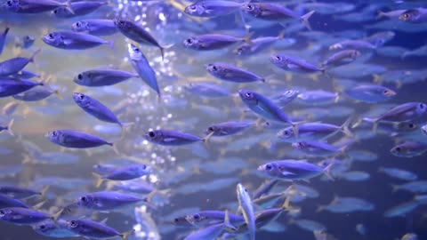 Aquarium of blue fish