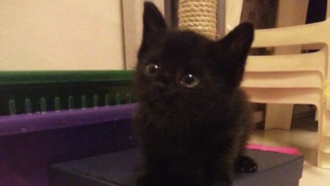 Family Rescues Tiny 4-Week Old Orphaned Kitten And Give Him Food, Then He Starts Singing!