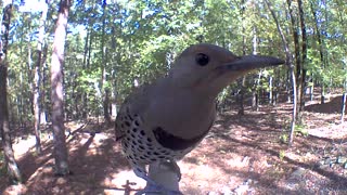 Up close northern flicker looking for food