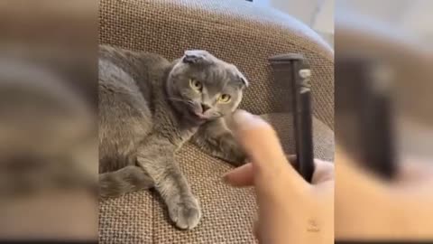 Beautiful cute cat Masti video.