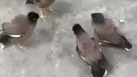 Birds meeting - amazing moment