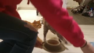 Cats Marching in Time for Meal