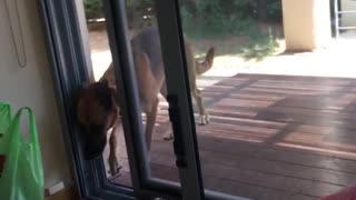 Dog opens sliding door with face