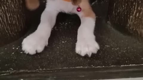 Beagle puppy barking for the first time 🐶🐕