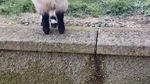 Pygmy Goat Frightens Off Feline