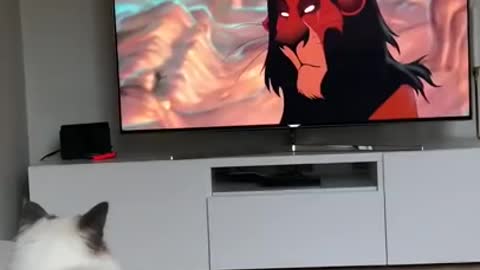 Cat watching mufasa death scene