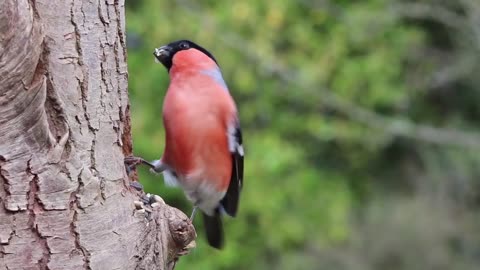 Male bullfinch on the tree