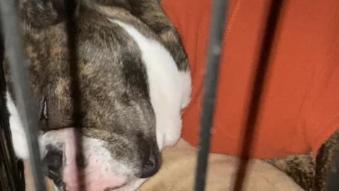 Old English Bulldog Makes Funny Sounds in Her Sleep