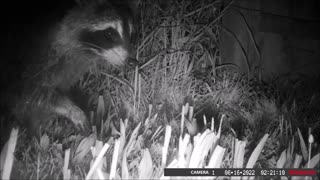 Backyard Trail Cam - Raccoon Passing Through Fence