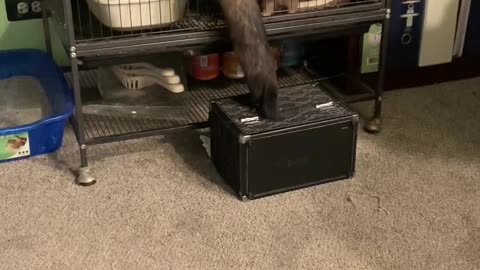 Ferrets Give Teamwork a Try