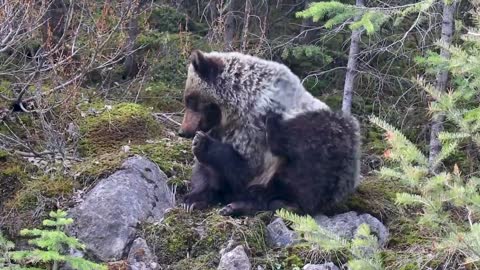 ANIMAL VIDEO OF THE DAY - BEARS