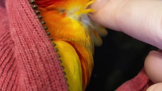 Cute parrot goes crazy for chin scratches