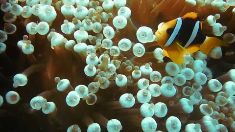 The orange clownfish