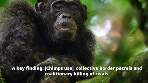 Chimpanzees, new Study: much more violent and aggressive than previously believed