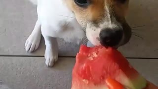 Chihuahua eating watermelon