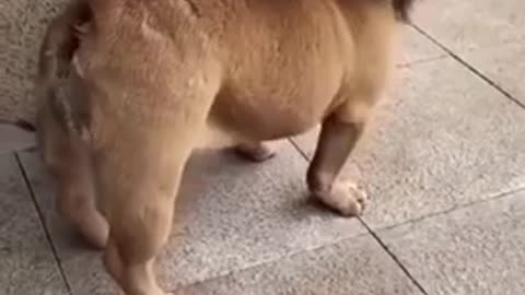 Funny dog looking lion