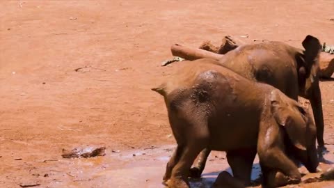 Most Funny and Cute Baby Elephant playing in the mud