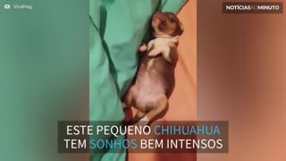 Chihuahua filhote tem um sono bem agitado