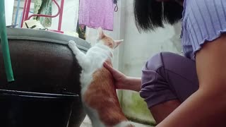 Patient Cat Gets Cleaned