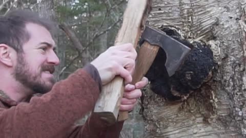 You'll Need an Axe to Forage this Wild Mushroom!