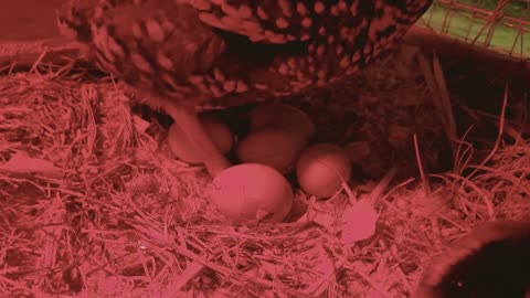 Baby Chick Hatching - Egg Hatch