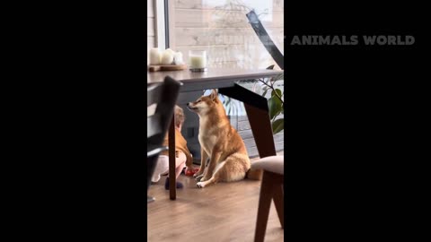 Funny Cats And Dogs Videos 😁 - BEST Funny Animal Videos 2024 🥰 #4