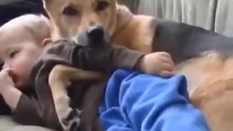dog hugs the baby to protect it
