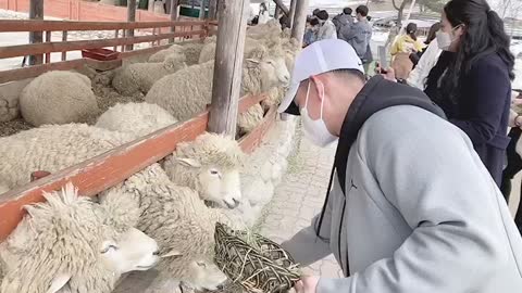 Sheep eating grass deliciously It's really delicious??