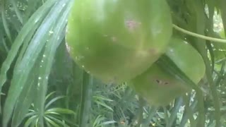 Tamarindo espanhol, as frutas estão verdes, muito exótico! [Nature & Animals]