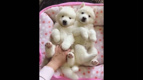 Cute Compilation of Puppies 3 Try Not To Smile