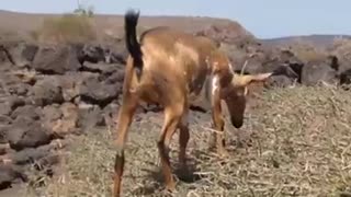 Goats Really Do Climb Trees