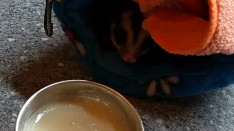 Tasty nutritional drink for Syd and lola the sugar gliders