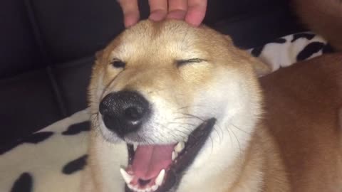 Shiba inu like scratches