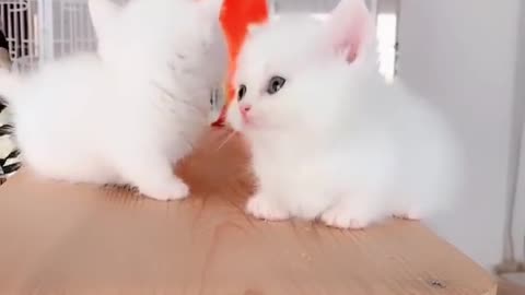 Munchkin Kittens Marshmallow So Cute It Hurts!