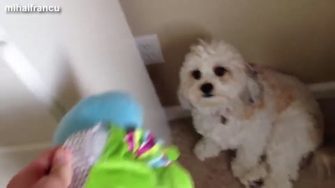 Best Funny Guilty Dog 1