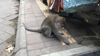 Monkey in Ubud Bali