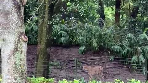 Cheetahs are awake at Disney Animal Kingdom