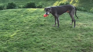 Great Dane and Daniffs playing football