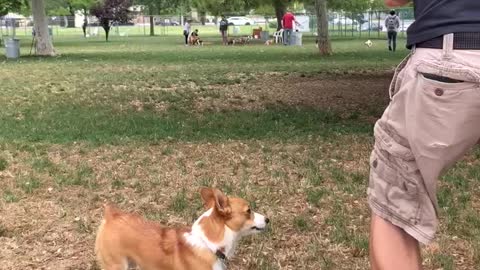 Corgi fake out