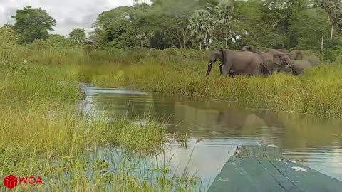 Elefant save his baby