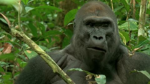 Gorilla video