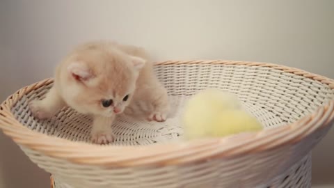 cute cat tiny