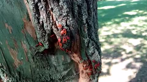 Red bugs, cotton stainers vs Orbeez